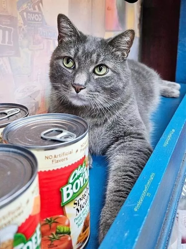 Chats de magasin les vrais patrons des lieux - #13 