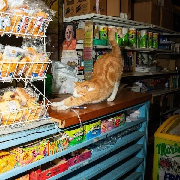 Chats de magasin les vrais patrons des lieux - #14 