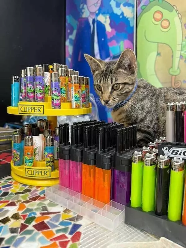 Chats de magasin les vrais patrons des lieux - #15 