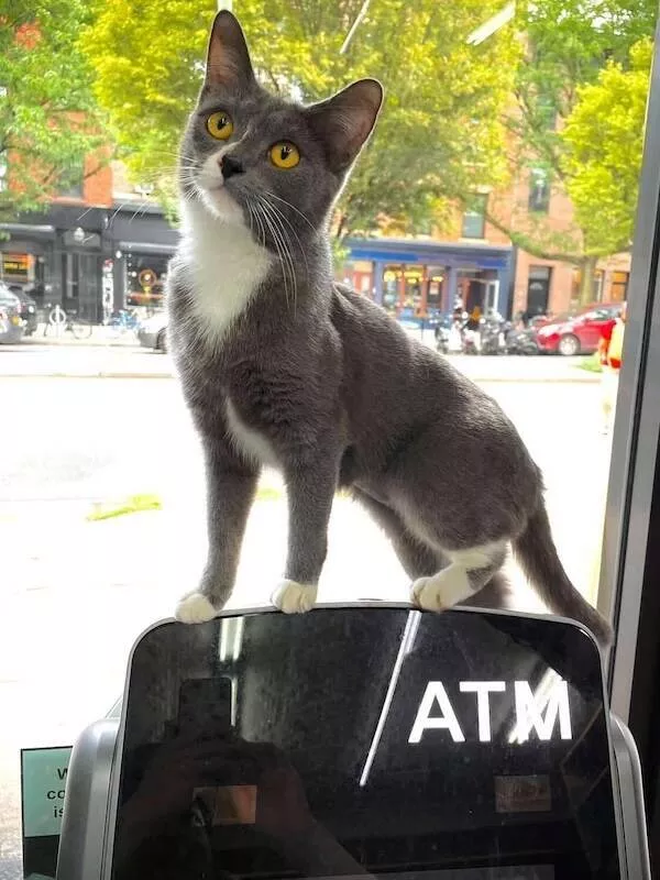 Shop cats the real bosses of the place - #16 