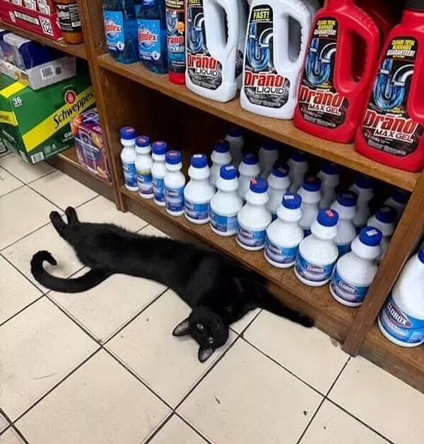 Shop cats the real bosses of the place - #17 