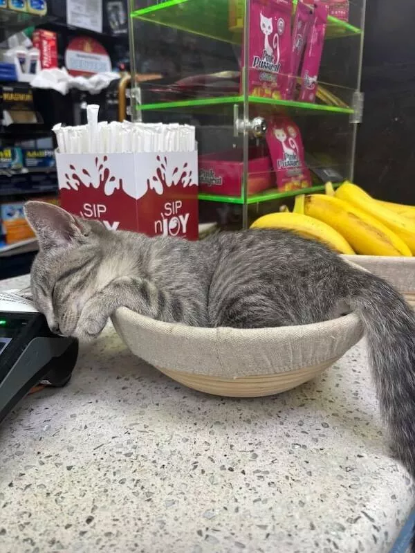 Shop cats the real bosses of the place - #18 