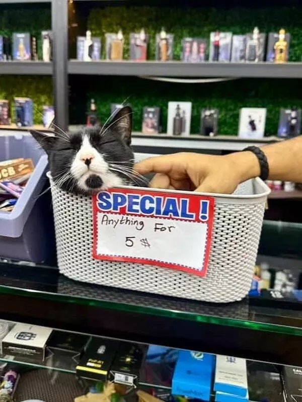 Shop cats the real bosses of the place - #19 
