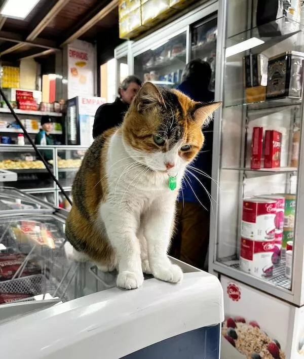 Shop cats the real bosses of the place - #2 