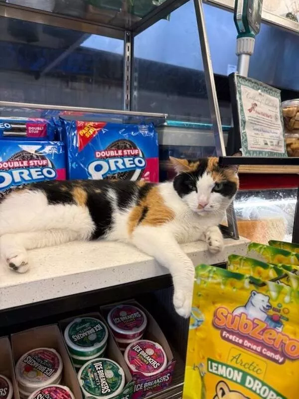 Shop cats the real bosses of the place - #20 