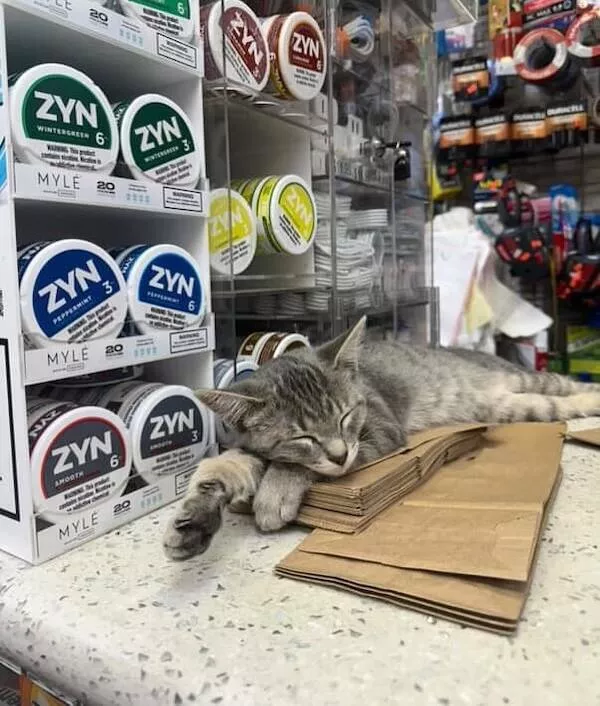 Chats de magasin les vrais patrons des lieux - #21 