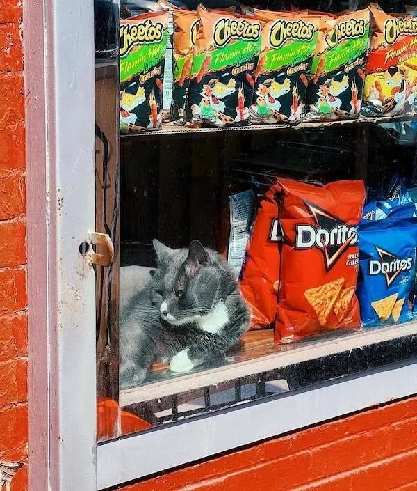 Chats de magasin les vrais patrons des lieux - #22 