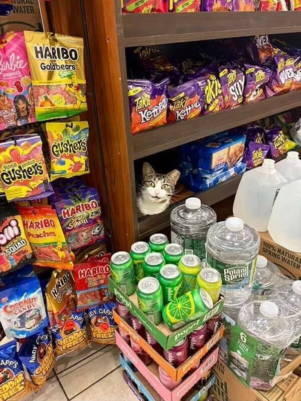 Chats de magasin les vrais patrons des lieux - #23 
