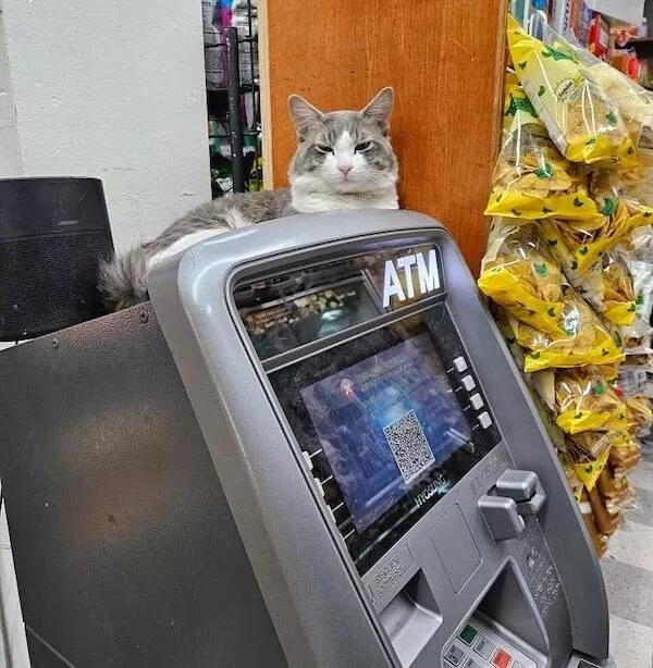 Shop cats the real bosses of the place - #24 