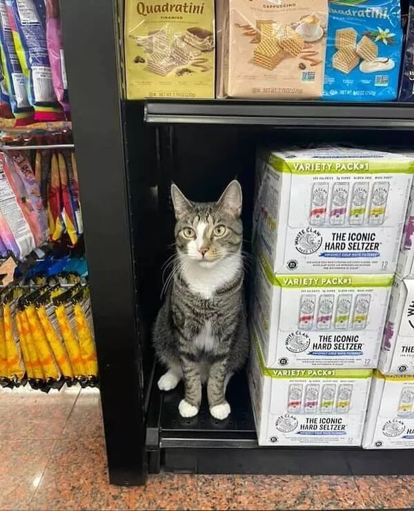 Chats de magasin les vrais patrons des lieux - #25 