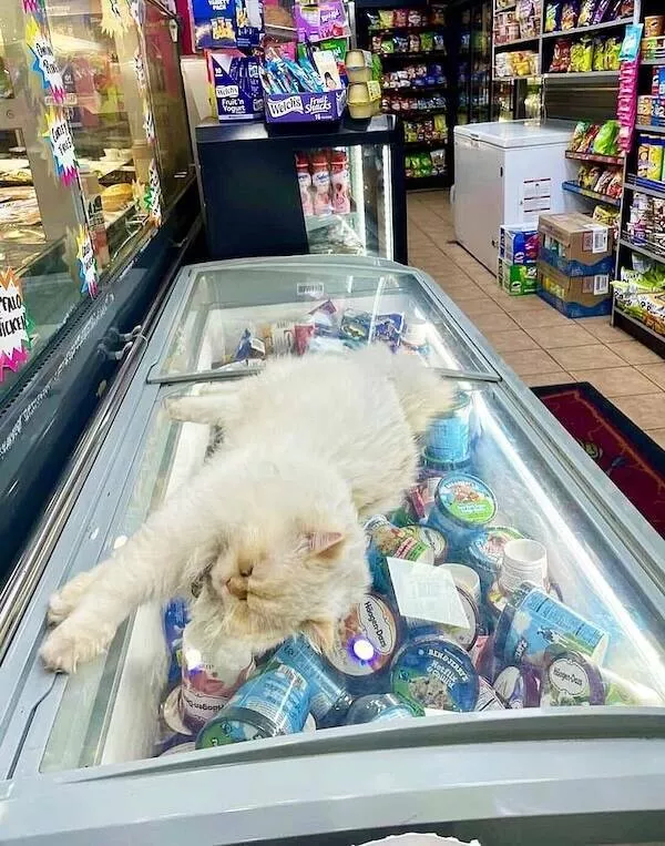 Chats de magasin les vrais patrons des lieux - #26 