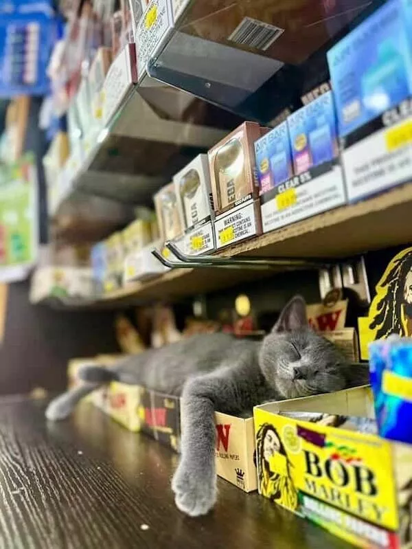 Shop cats the real bosses of the place