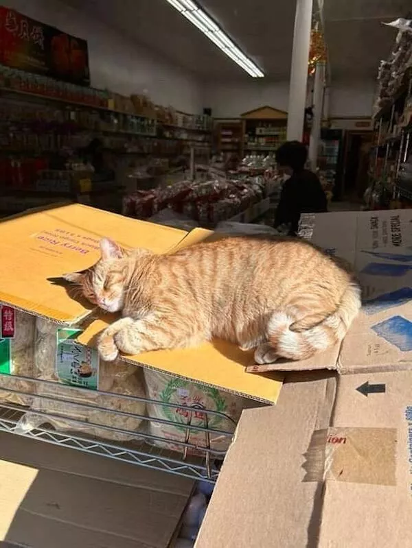 Chats de magasin les vrais patrons des lieux - #28 