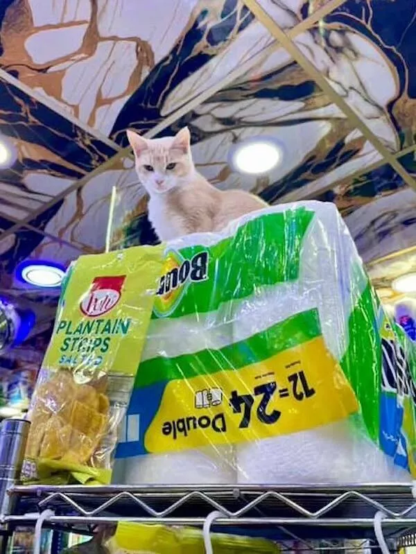 Chats de magasin les vrais patrons des lieux - #29 