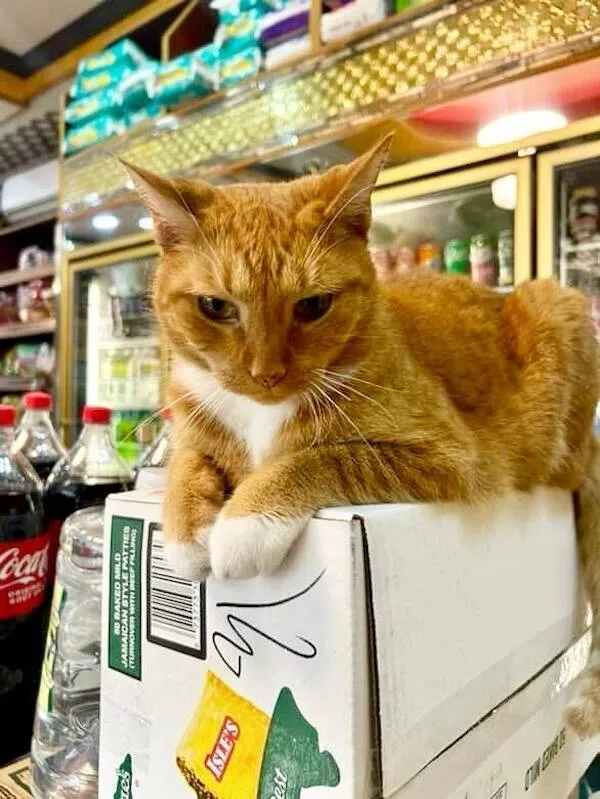 Chats de magasin les vrais patrons des lieux - #3 