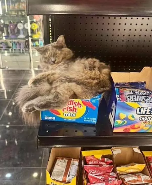 Chats de magasin les vrais patrons des lieux - #30 