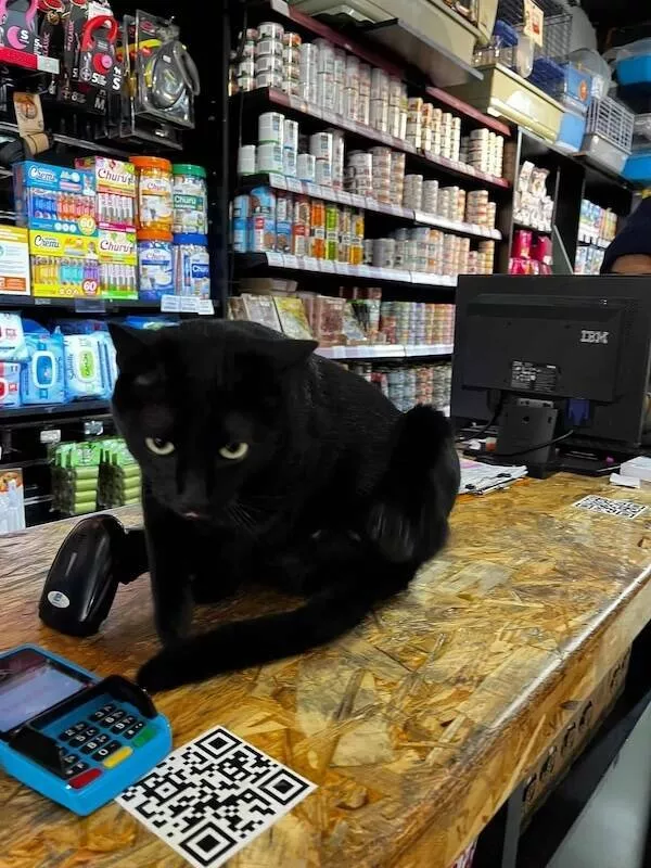 Chats de magasin les vrais patrons des lieux - #4 