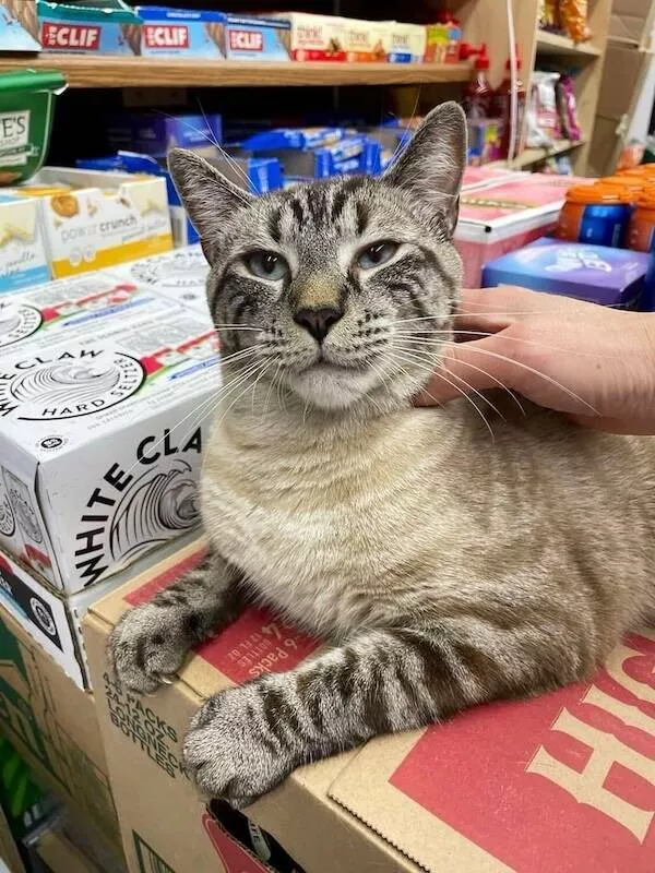 Chats de magasin les vrais patrons des lieux - #5 