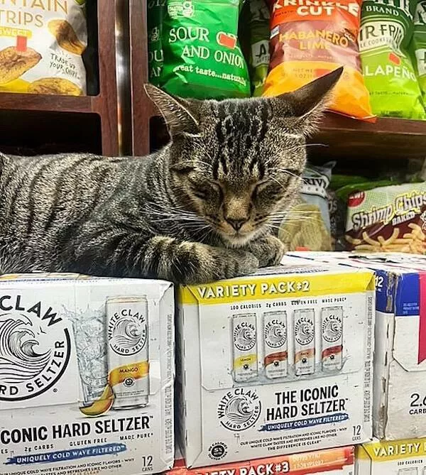 Shop cats the real bosses of the place - #6 