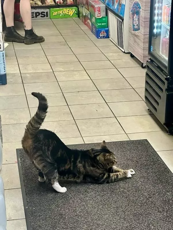 Chats de magasin les vrais patrons des lieux - #7 