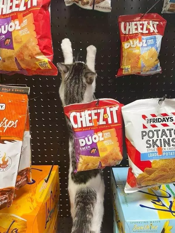 Chats de magasin les vrais patrons des lieux - #8 