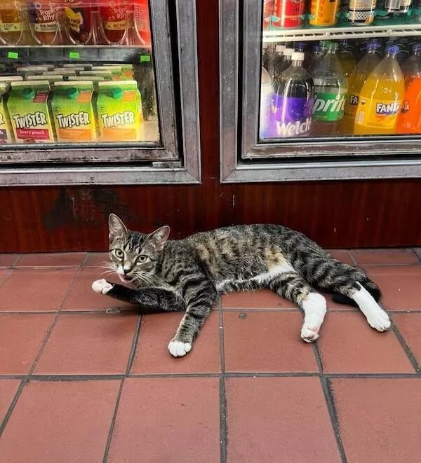 Chats de magasin les vrais patrons des lieux - #9 