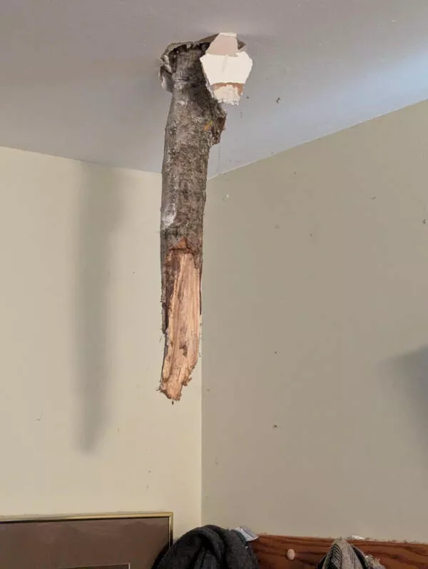 Les mauvais jours quand rien ne va comme prevu  - #19 Un arbre condamné est tombé trois jours avant son retrait