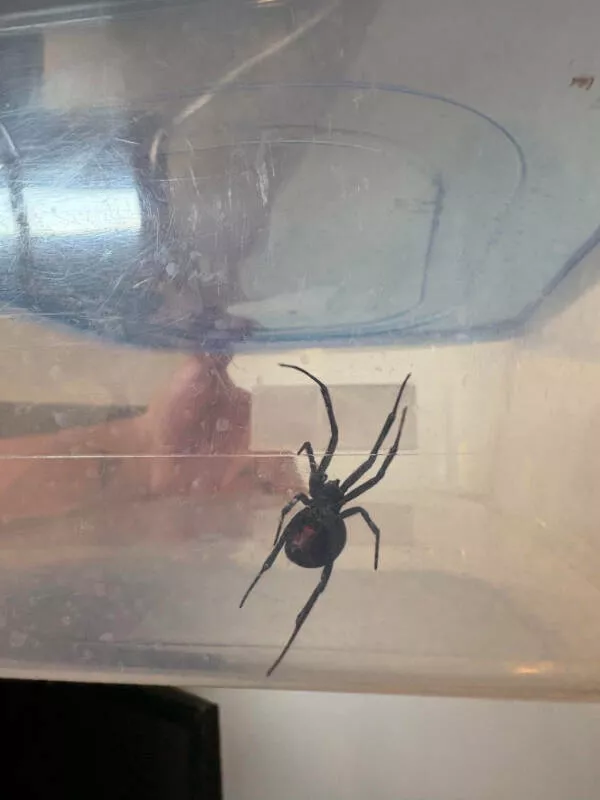 When everything goes wrong - #21 My husband and I found a black widow in the garage