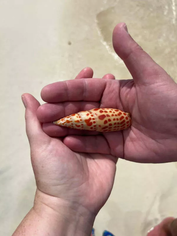 When everything goes wrong - #3 A deadly shell from Bora Bora, a terrifying souvenir When everything goes wrong - #3 A deadly shell from Bora Bora, a terrifying souvenir