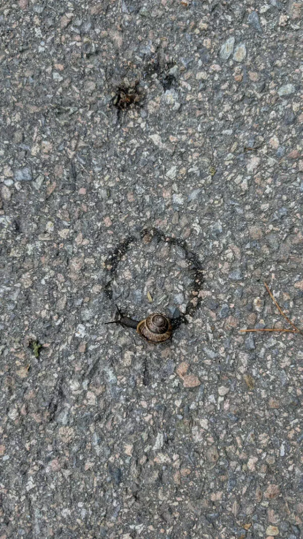Images si fascinantes quon ne peut pas les ignorer - #17 Un escargot désorienté qui dessine un cercle parfait Images si fascinantes quon ne peut pas les ignorer - #17 Un escargot désorienté qui dessine un cercle parfait