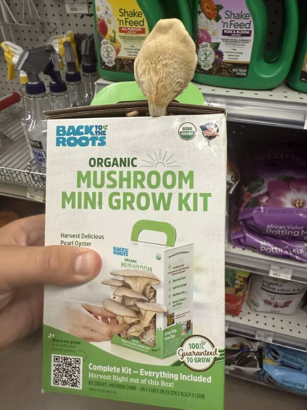 Images si fascinantes quon ne peut pas les ignorer - #2 Ce kit de culture de champignons a germé tout seul en magasin Images si fascinantes quon ne peut pas les ignorer - #2 Ce kit de culture de champignons a germé tout seul en magasin