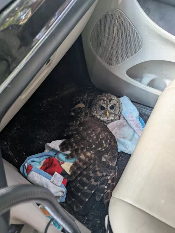 Images si fascinantes quon ne peut pas les ignorer - #5 Un hibou a percuté ma voiture et est tombé à l'intérieur Images si fascinantes quon ne peut pas les ignorer - #5 Un hibou a percuté ma voiture et est tombé à l'intérieur