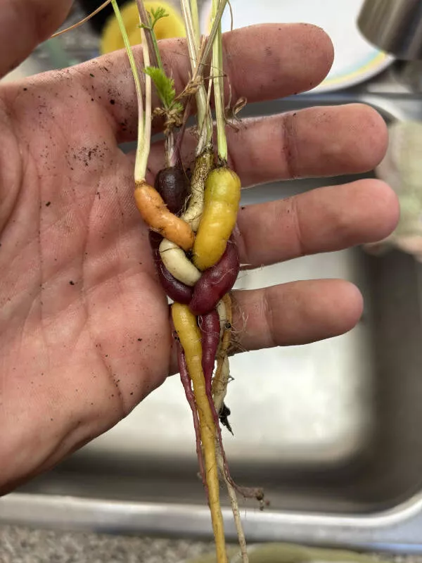 Images si fascinantes quon ne peut pas les ignorer - #7 Ma mère a fait pousser des carottes tressées Images si fascinantes quon ne peut pas les ignorer - #7 Ma mère a fait pousser des carottes tressées