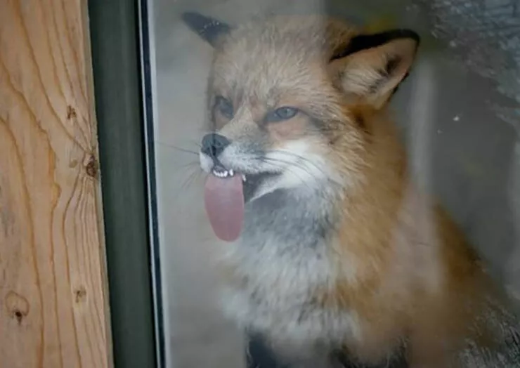 Perfectly imperfect pets - #10 