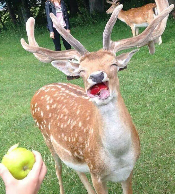 Perfectly imperfect pets - #11 