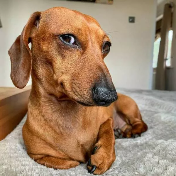 Perfectly imperfect pets - #13 