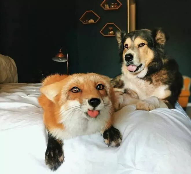Perfectly imperfect pets - #19 