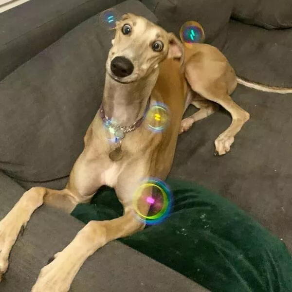 Perfectly imperfect pets - #2 