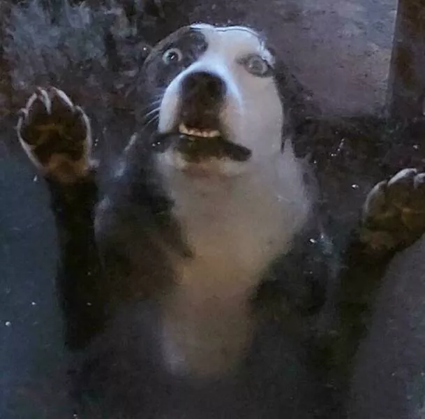 Perfectly imperfect pets - #21 