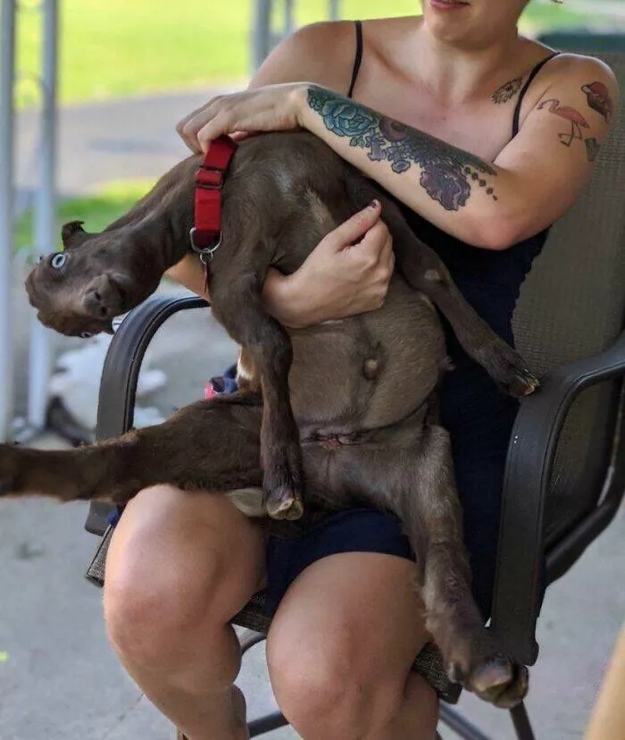 Perfectly imperfect pets