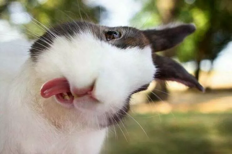 Perfectly imperfect pets - #23 