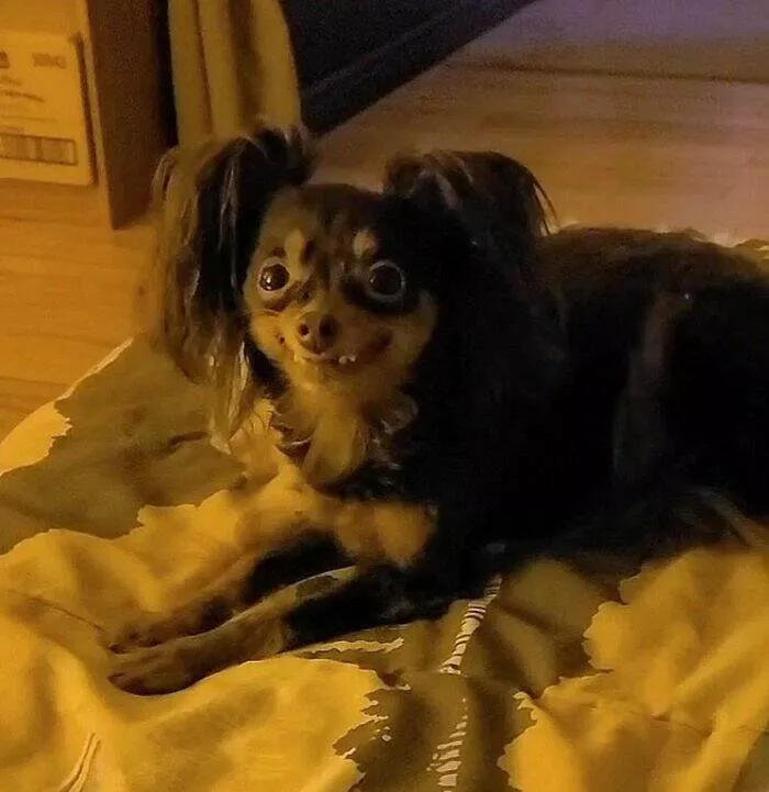 Perfectly imperfect pets - #24 