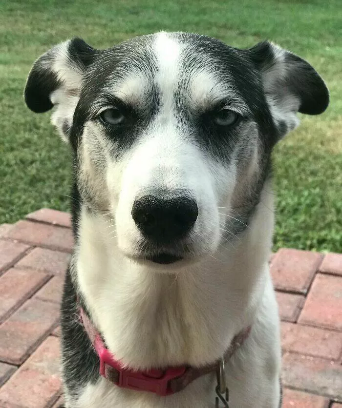 Perfectly imperfect pets - #27 