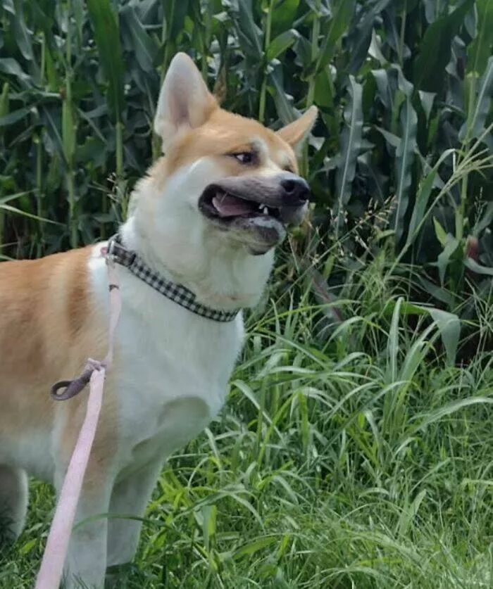 Perfectly imperfect pets - #28 