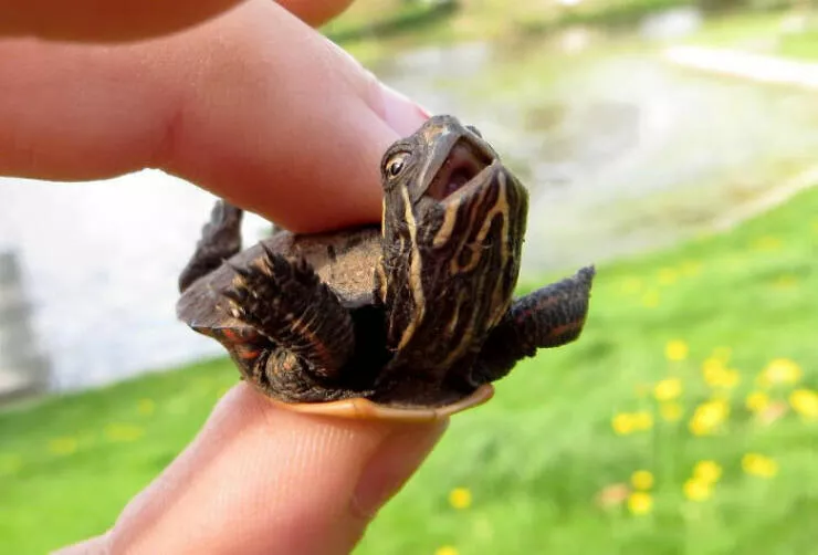 Perfectly imperfect pets - #30 