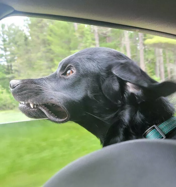 Perfectly imperfect pets - #31 