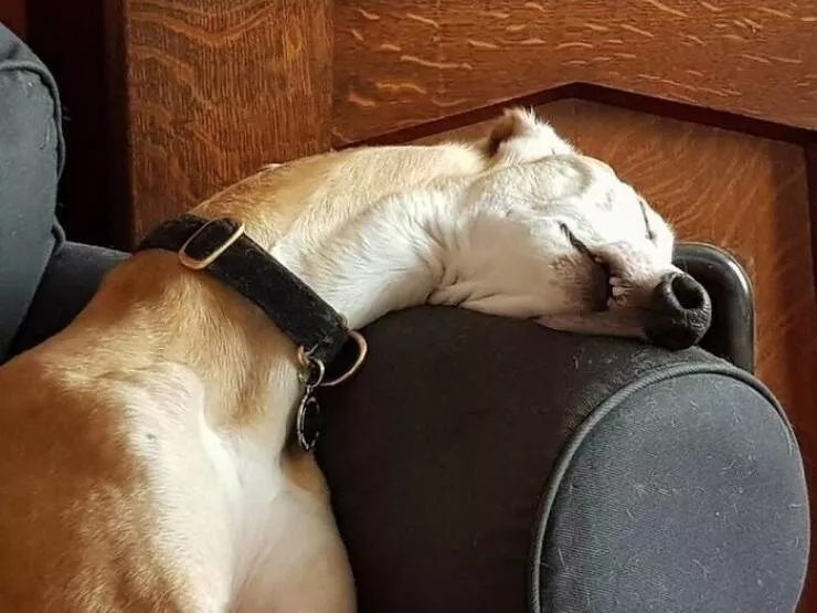 Perfectly imperfect pets - #32 
