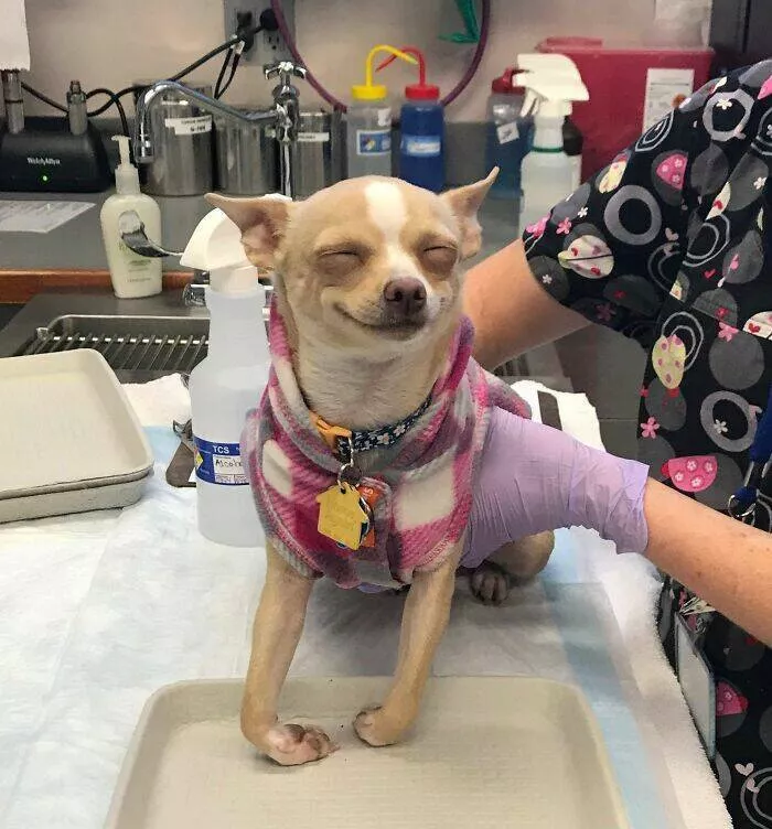 Perfectly imperfect pets - #33 