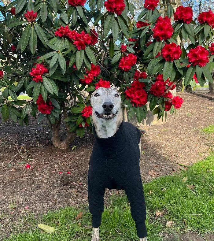 Perfectly imperfect pets - #37 