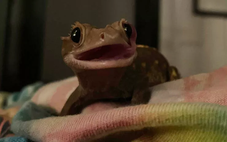 Perfectly imperfect pets - #38 